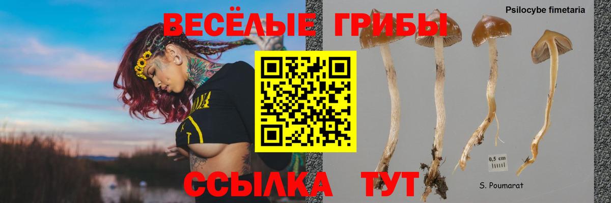 Псилоцибиновые грибы Psilocybe Сокол